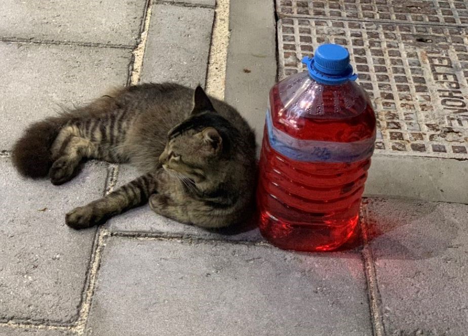 Betul Ke Letak Botol Air Sirap Kat Rumah Kucing Takut Nak 