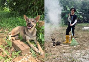 pemuda-kongsi-kisah-anj1ng-jalanan-berubah-manja-selepas-kaki-diraw4t-rupa-rupanya-ada-sebab-suka-rakam-banyak-video_61b5ba2579f80
