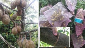 Kalau Ada Pokok Degil Tak Mahu Berbuah, Cuba Buat Teknik Kelaran. Hasilnya Memang Lebat