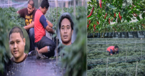 Berhenti-Kerja-Pejabat-Nekad-Tanam-Cili-Kaut-Keuntungan-RM-60000