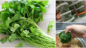 Cara-Simpan-Daun-Sup-Daun-Ketumbar-Supaya-Tahan-Lama-678x381