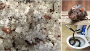 Halau-Ular-Tikus-1-678x381