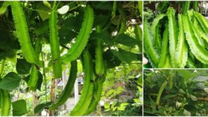 Kacang-Botor-Tak-Berbuah-Dan-Mabuk-Daun-Selain-Baja-Ni-Yang-Perlu-Dilakukan-1-678x381