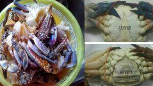 Tip-Pilih-Ketam-Yang-Segar-Manis-Banyak-Isi.-Ikut-8-Tip-Ini-678x381