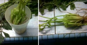Se-14-696x366