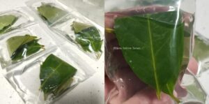 cara-simpan-daun-salam-